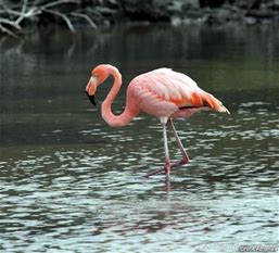 Flamngo