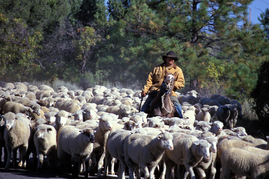 herding-sheep-in-colorado-carl-purcell