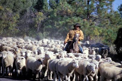 herding-sheep-in-colorado-carl-purcell