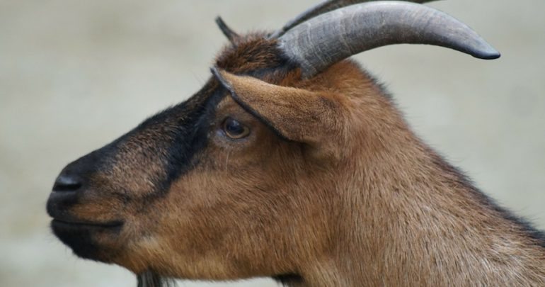 goat-184584_1920-770x405